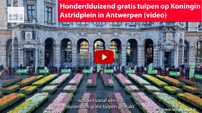Honderdduizend gratis tulpen op Koningin Astridplein in Antwerpen Borgerhout TV 